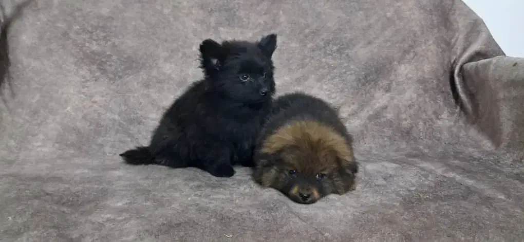 توله پامر|سگ|اصفهان, رهنان|دیوار