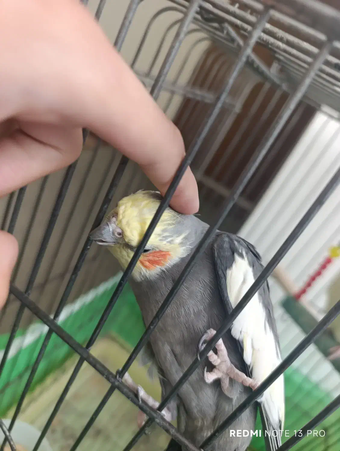 عروس هلندی کوتوله برژیلی|پرنده|ساری, |دیوار