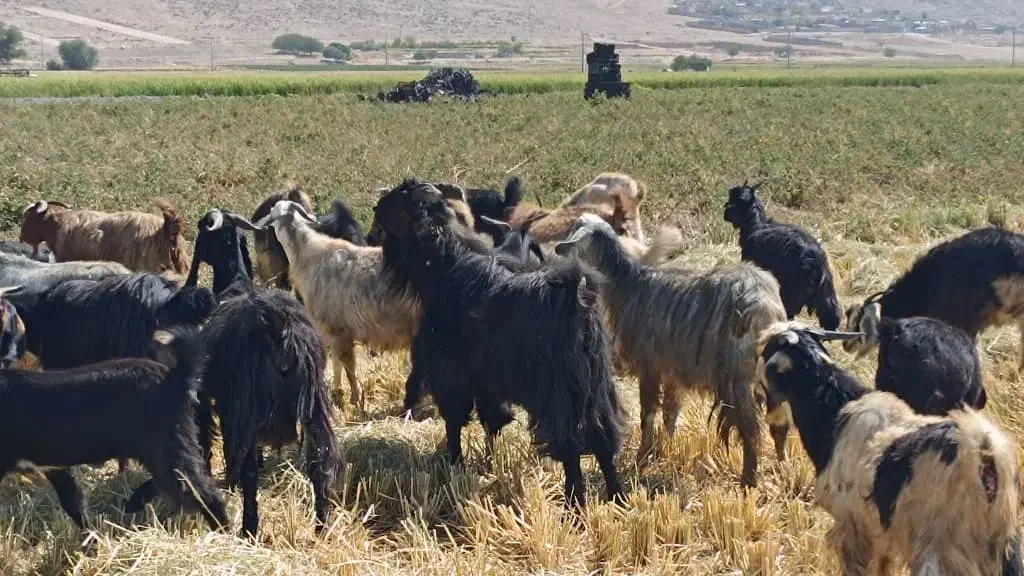 ده جفت بز درجه یک|حیوانات مزرعه|مرودشت, استادیوم‎|دیوار