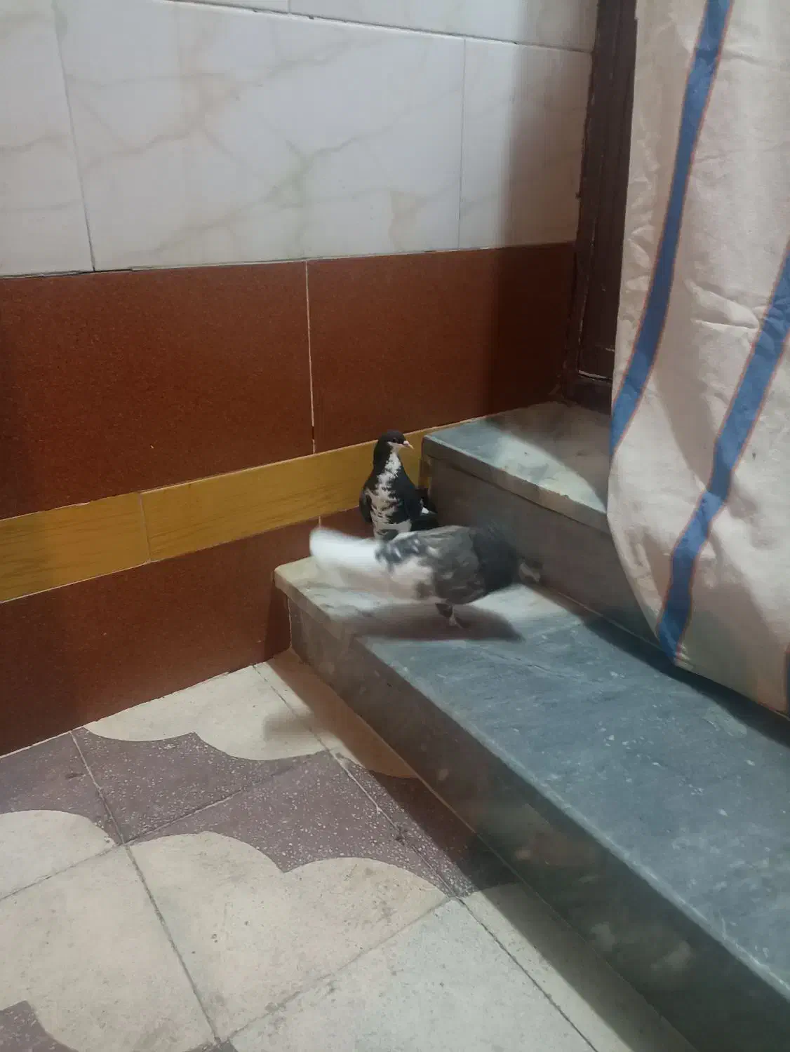 کبوتر شهری|پرنده|شیراز, شهرک مهرگان|دیوار