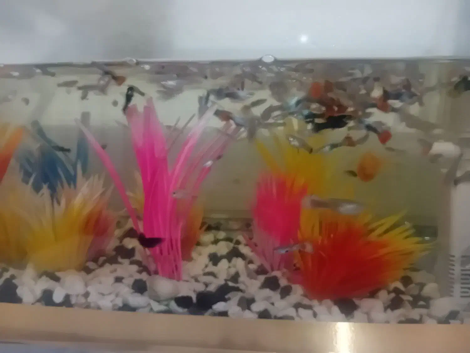 ماهی گوپی|ماهی|چناران, |دیوار