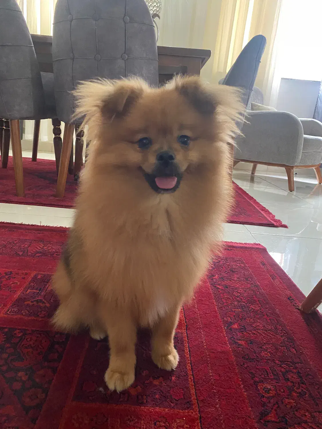 پامر یساله|سگ|رشت, سیا اسطلخ|دیوار