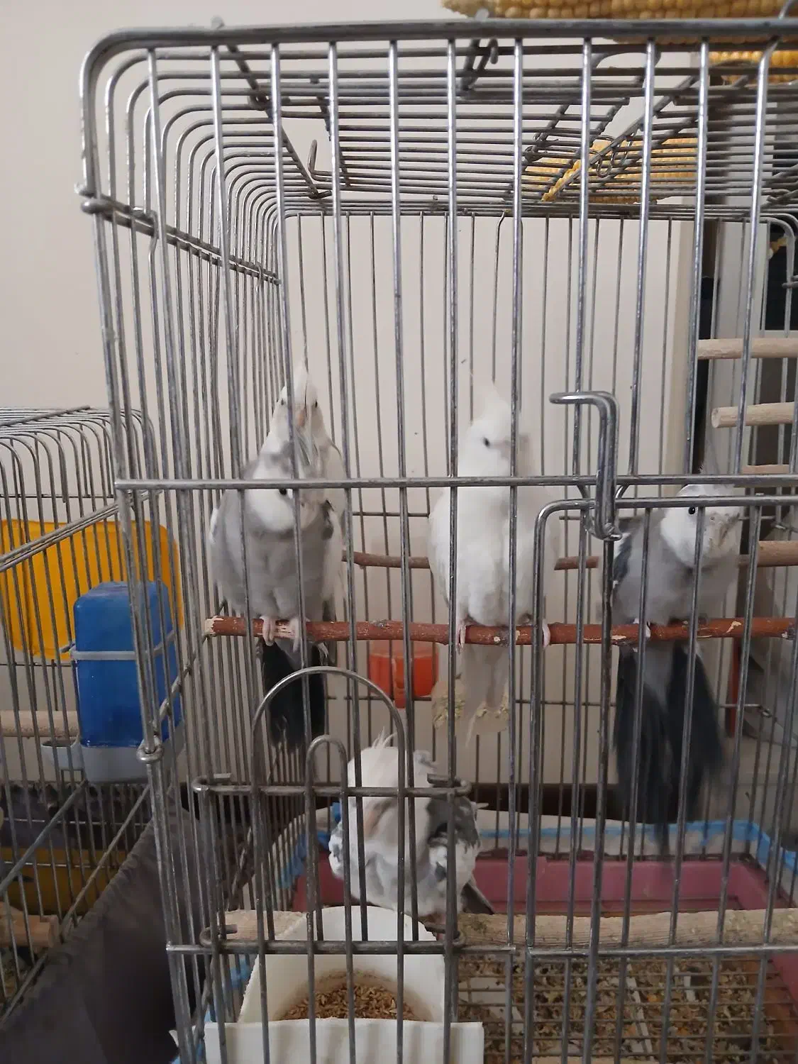 عروس هلندی رام|پرنده|تهران, مختاری|دیوار