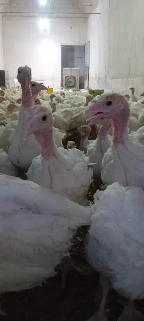 فروش جوجه ۶۰ روزه بوقلمون ۶گوشتی جوجه برهما اردک|حیوانات مزرعه|کرمان, |دیوار