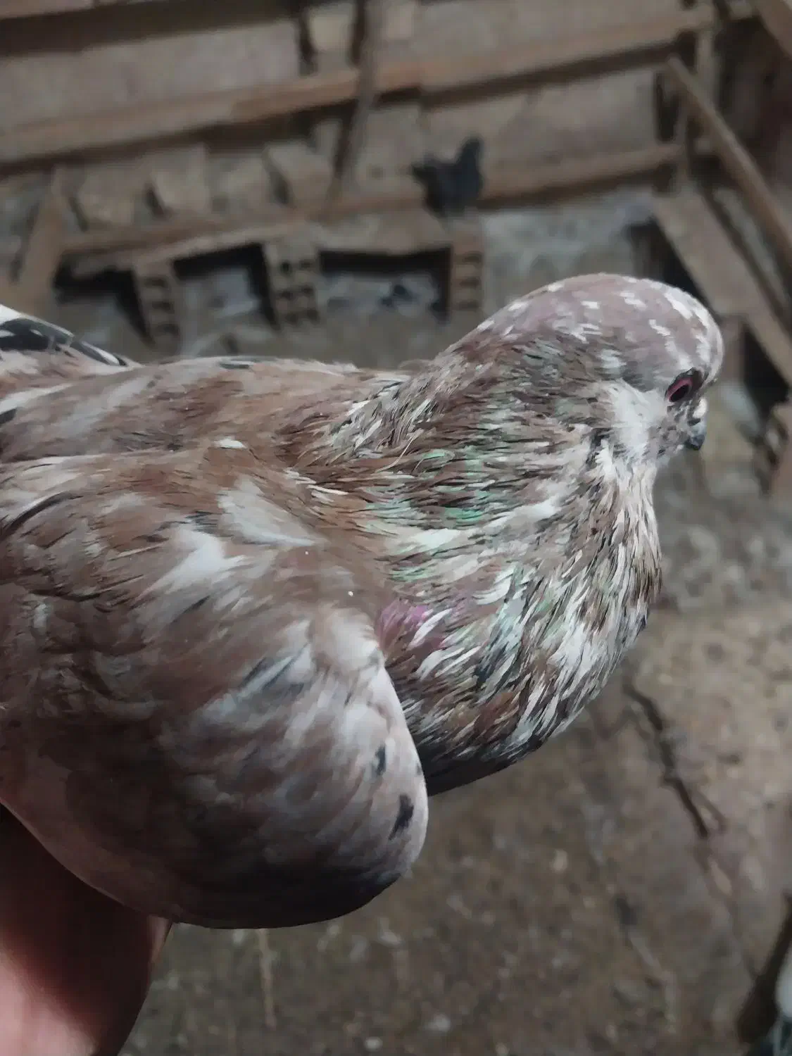 کبوتر پرشی|پرنده|قرچک, داوود آباد|دیوار