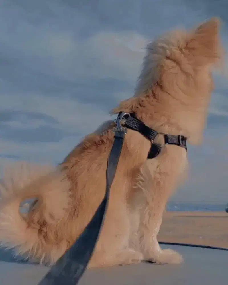 واگذاری|سگ|بهبهان, |دیوار