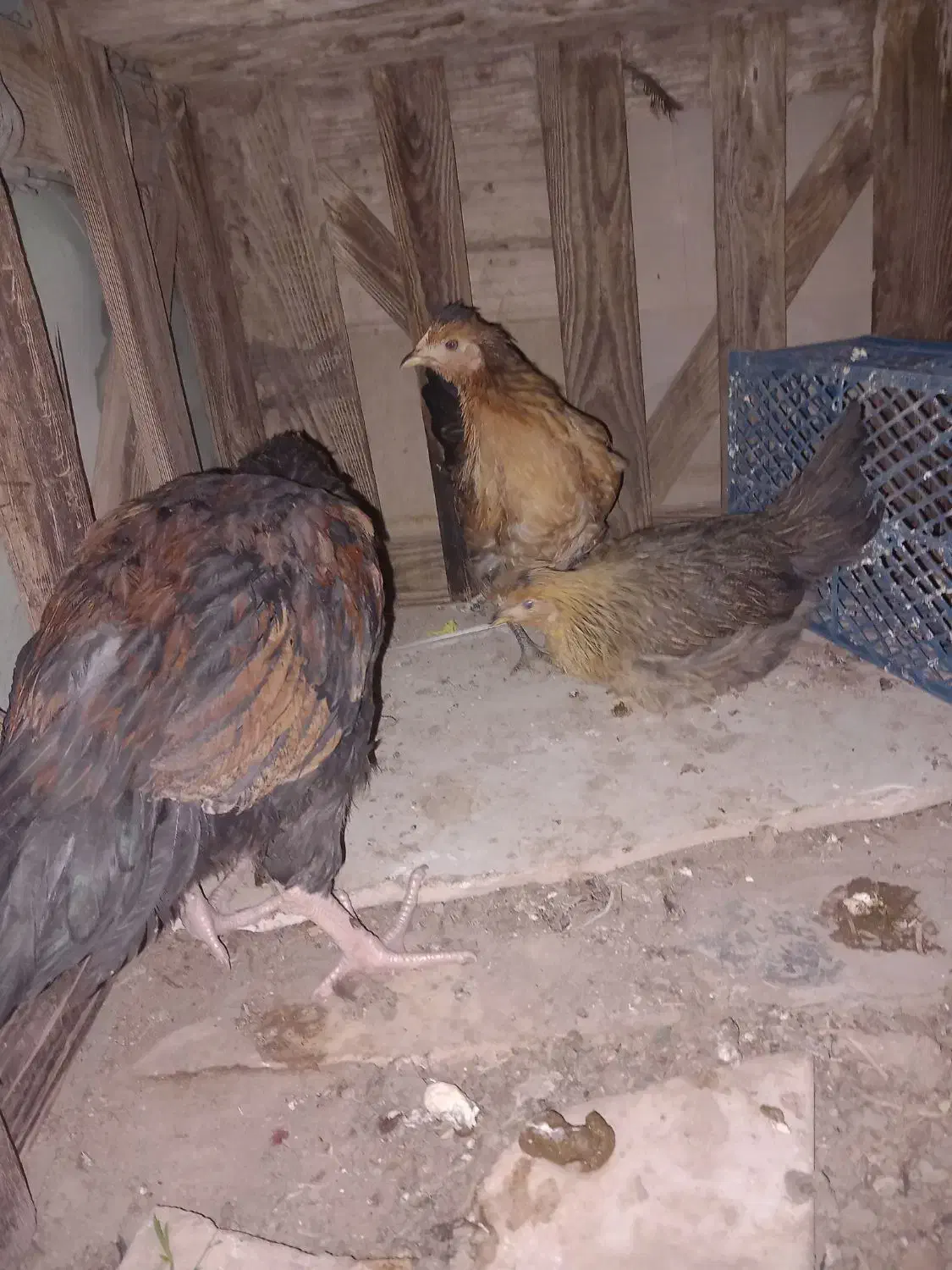 فروش|حیوانات مزرعه|اردکان, |دیوار