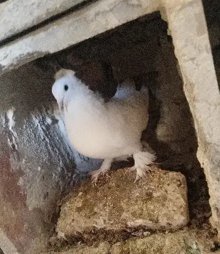 کبوتر|حیوانات|اهر, |دیوار