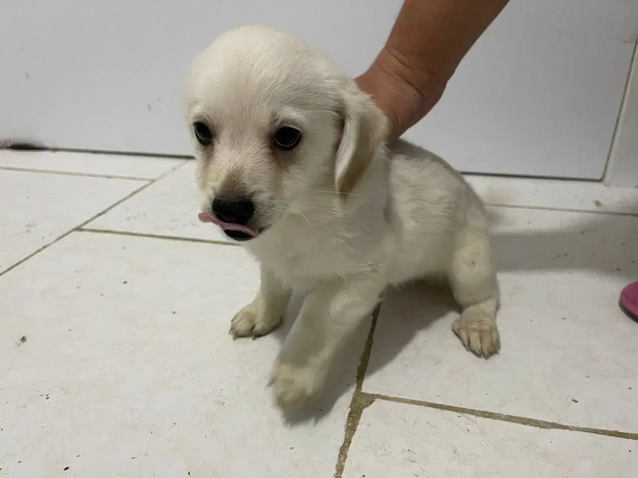 طوله سگ دوماهه|سگ|بندرعباس, |دیوار