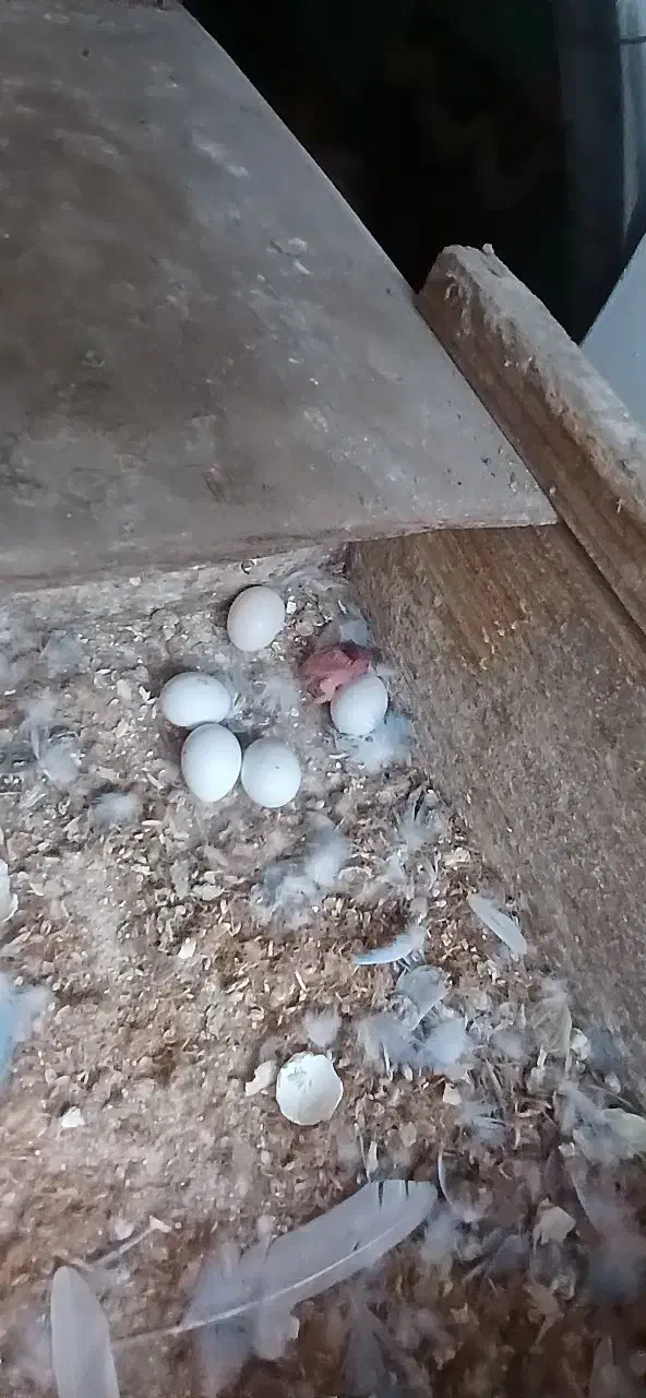 مرغ عشق مولدروی جوجه|پرنده|قائمشهر, |دیوار