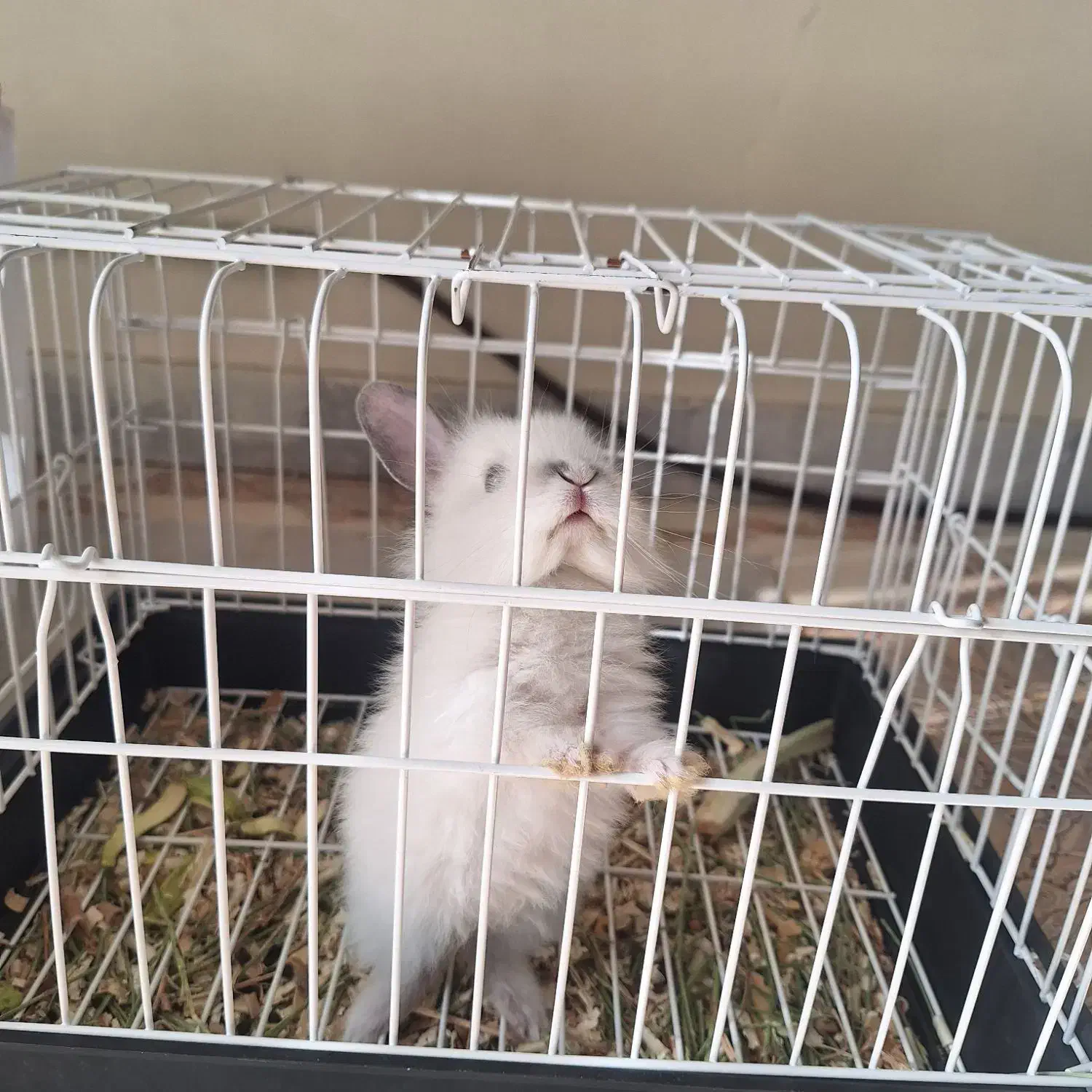 خرگوش کوچولوی خوشگل|موش و خرگوش|نظرآباد, نظرآباد|دیوار