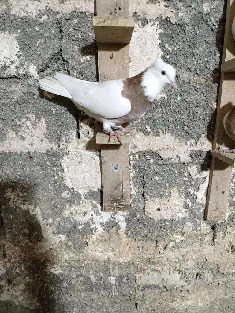 مال اینجا نیستن|پرنده|بروجرد, |دیوار