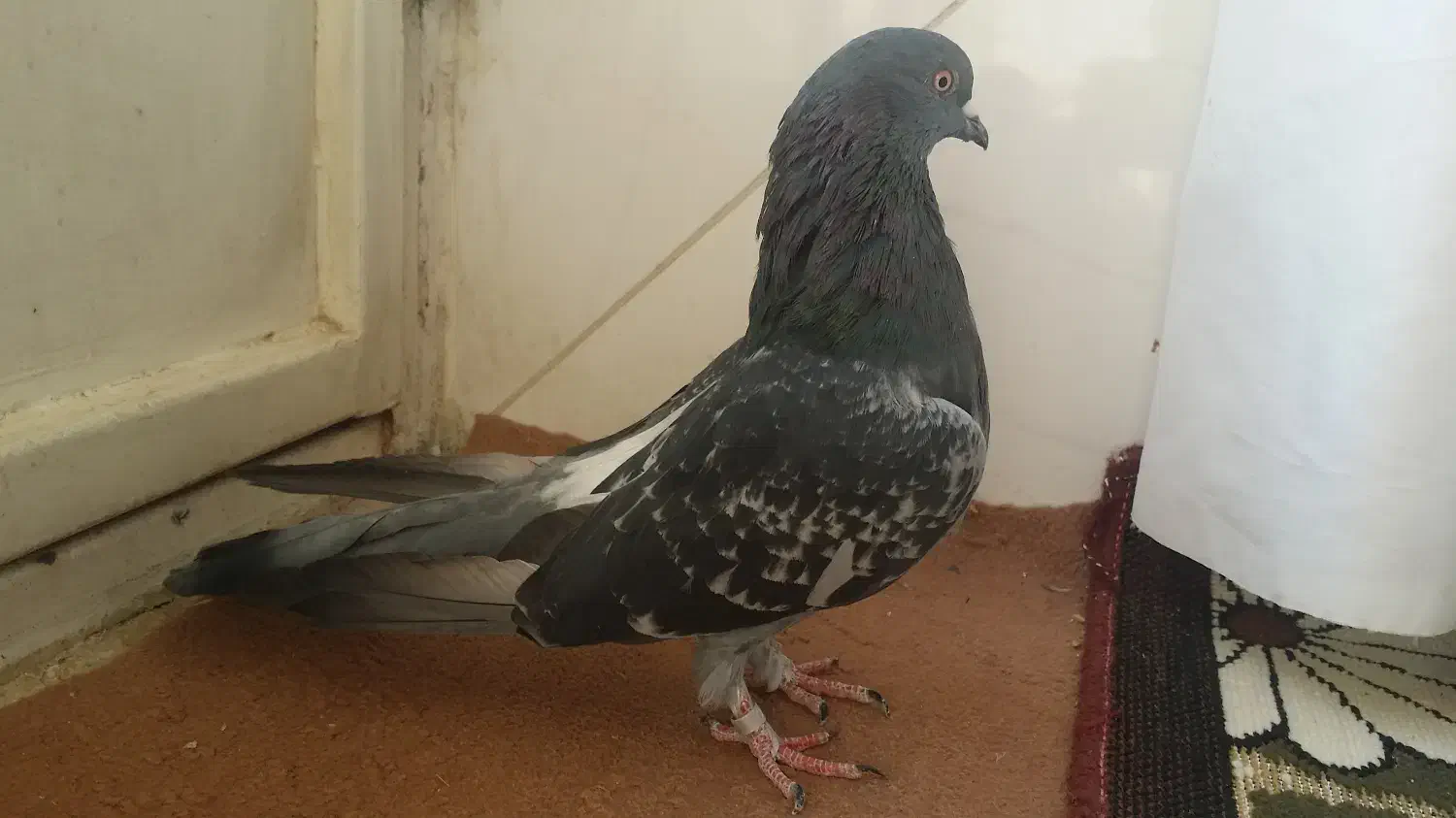 کبوتر نر اصفهانی|پرنده|اصفهان, سروستان|دیوار