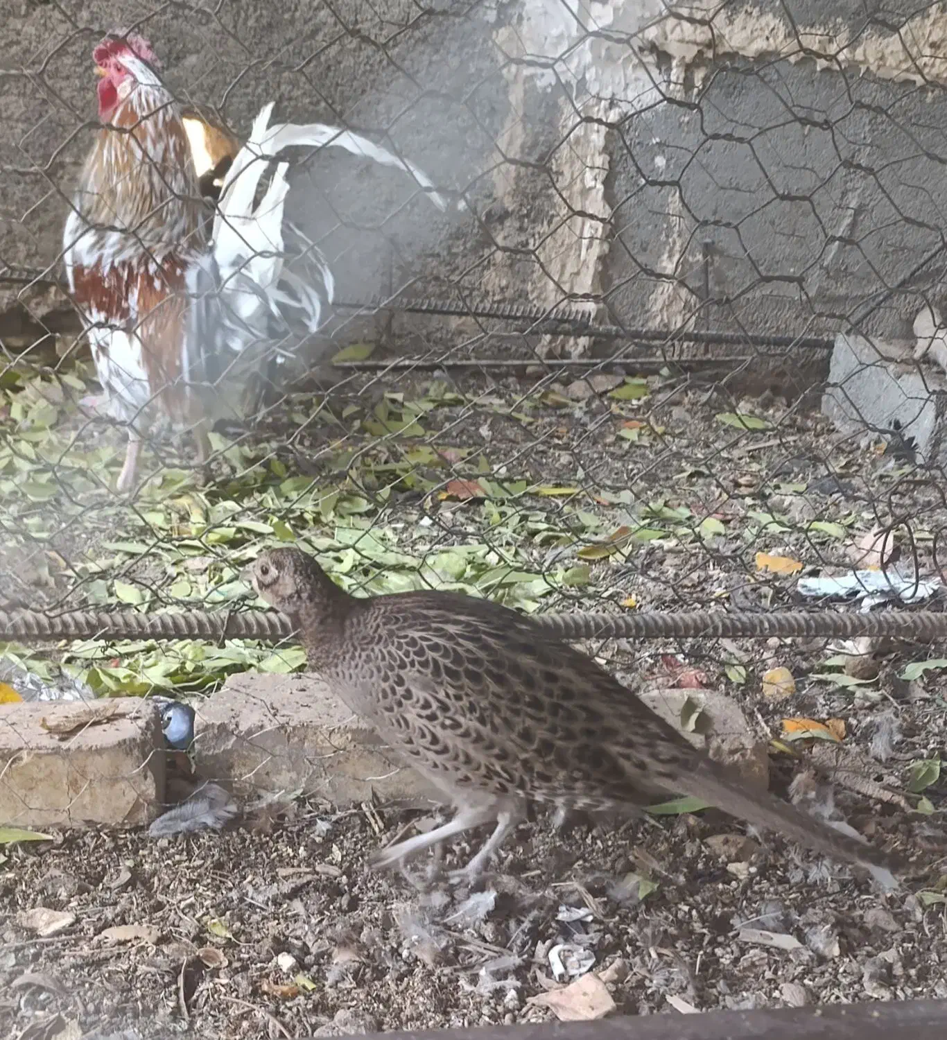 تعویض پرنده خانگی با سهره نر|پرنده|باغ بهادران, |دیوار