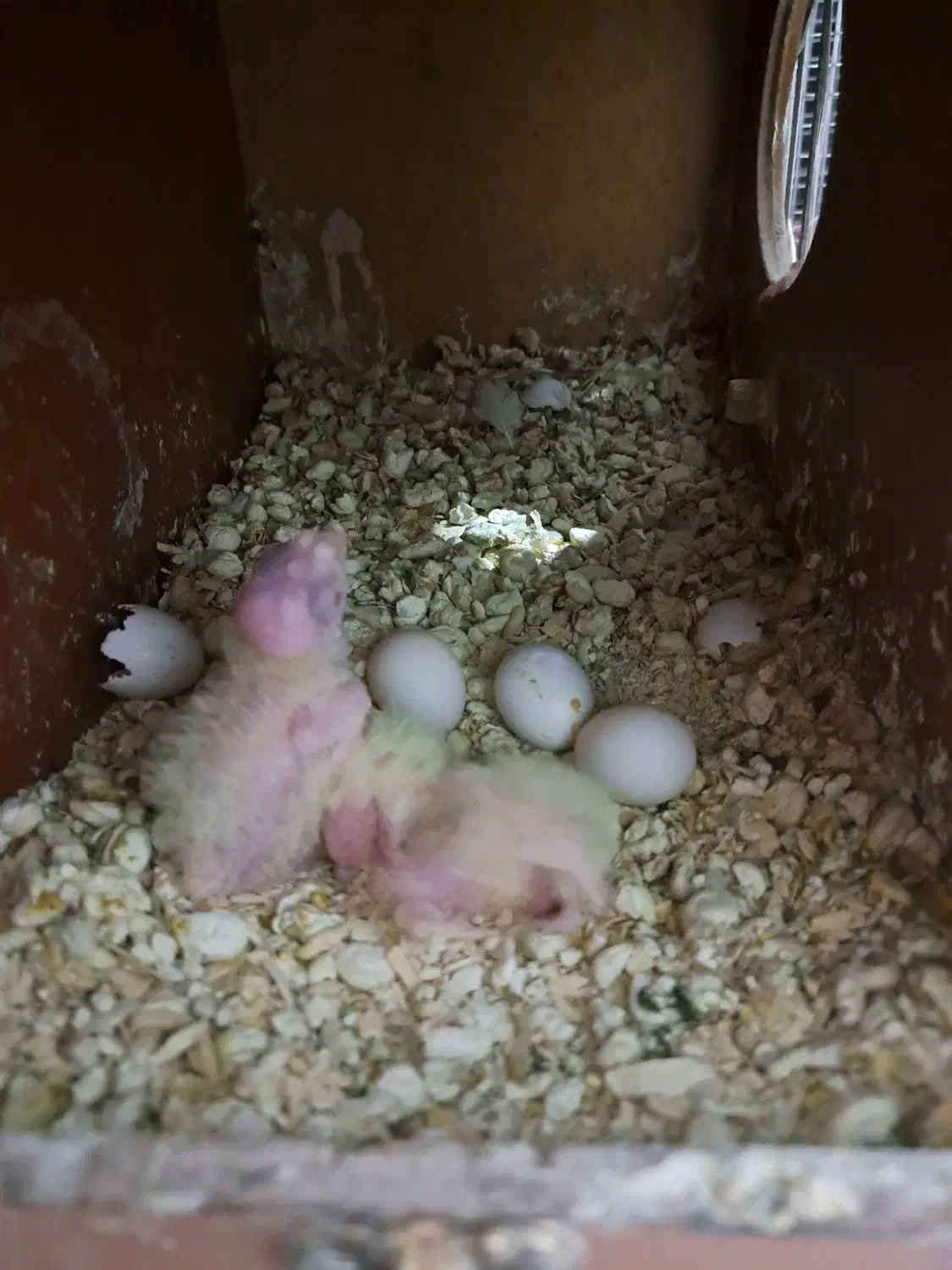 عروس هلندی مولد به شرط|پرنده|رودهن, |دیوار