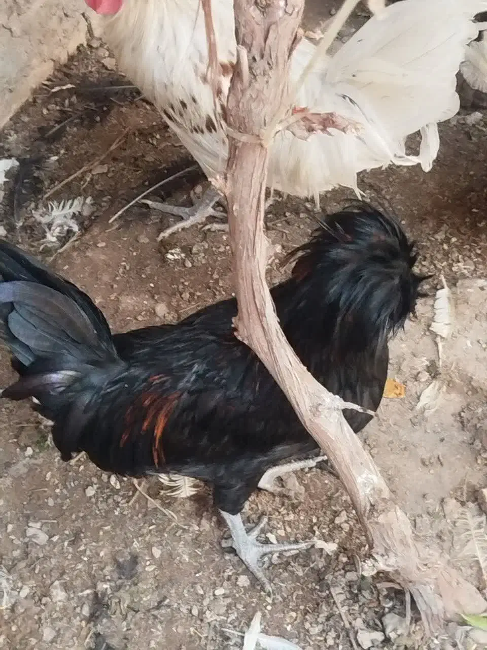 فروش خروس لهستانی و تعدادی کبوتر|حراج|قم, شاه ابراهیم|دیوار