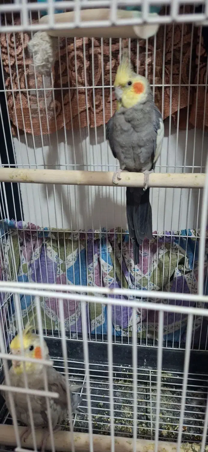 عروس هلندی|پرنده|قزوین, |دیوار