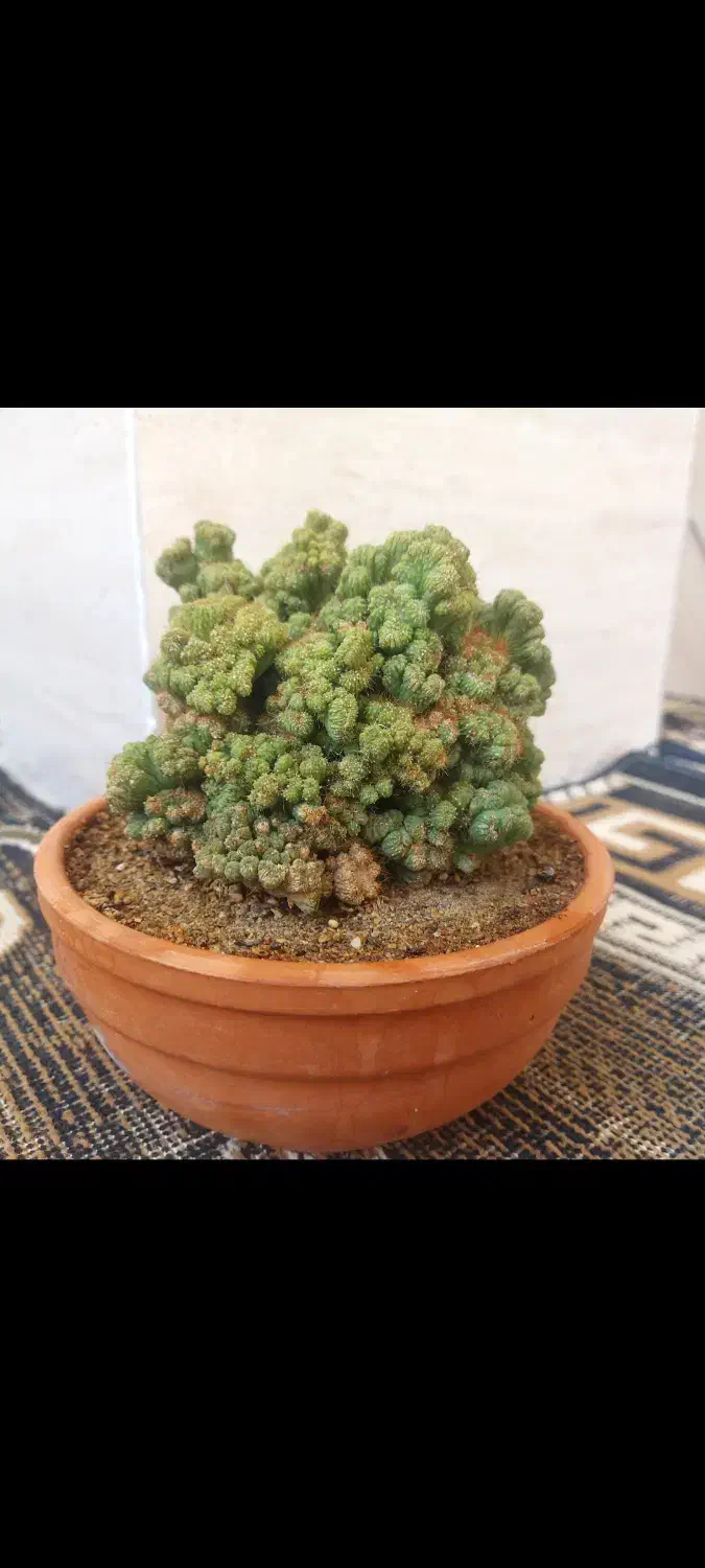 گل و گلدان کاکتوس صخره ای مینیاتوری ریز|گل و گیاه طبیعی|قیدار, |دیوار