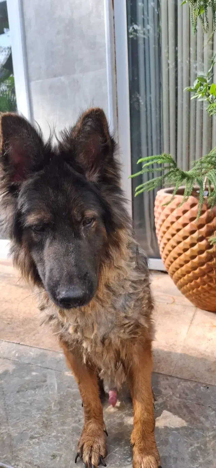 سگ ژرمن نر شولاین|سگ|آستانه اشرفیه, |دیوار