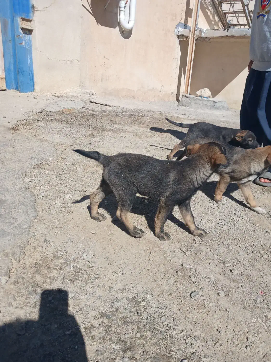 توله سگ|سگ|سیلاخور, |دیوار