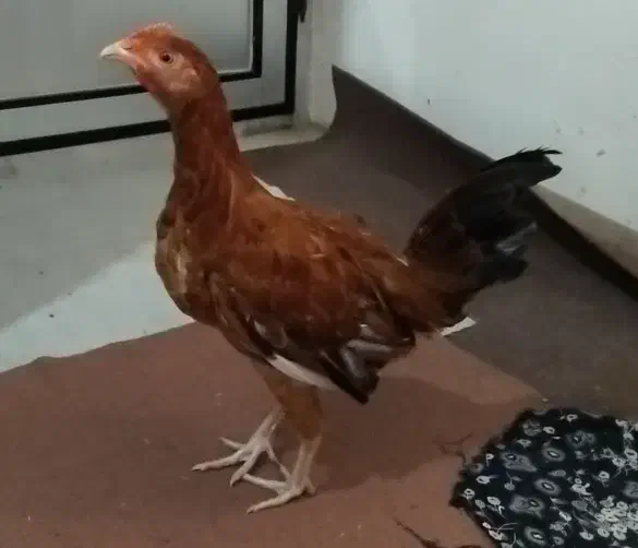 جوجه مرغ و خروس|حیوانات مزرعه|کردکوی, |دیوار