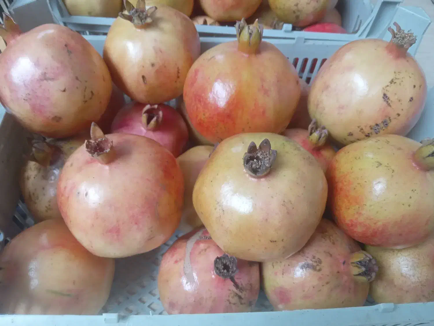 فروش نهال|خدمات باغبانی و درختکاری|گرگان, |دیوار