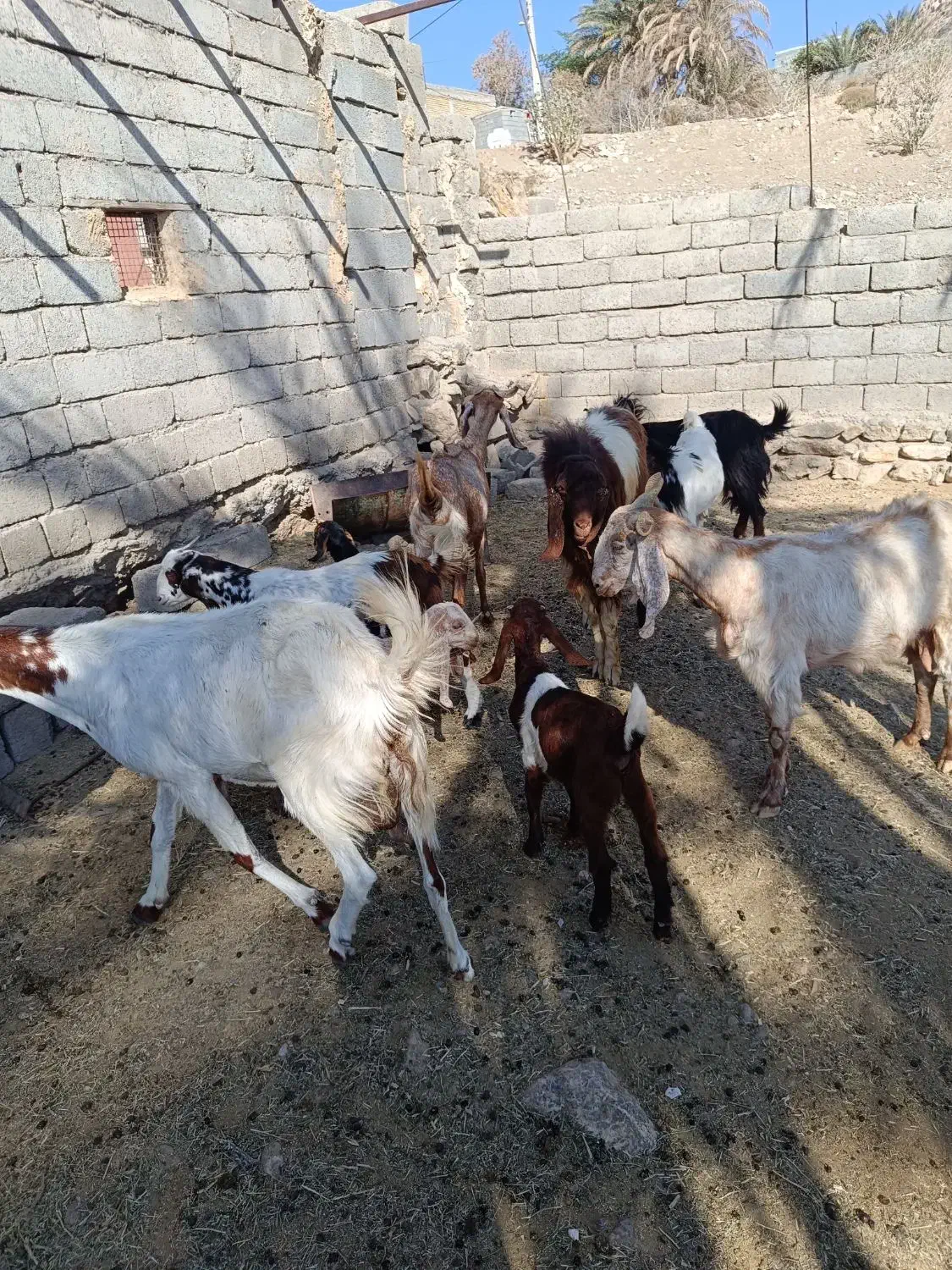 بز پاکستانی|حیوانات مزرعه|منوجان, |دیوار