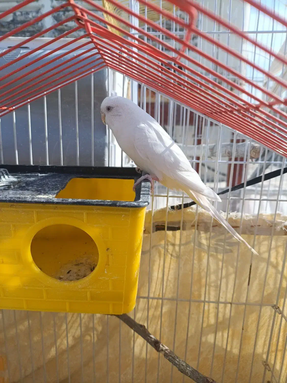 مرغ عشق|پرنده|سنندج, |دیوار