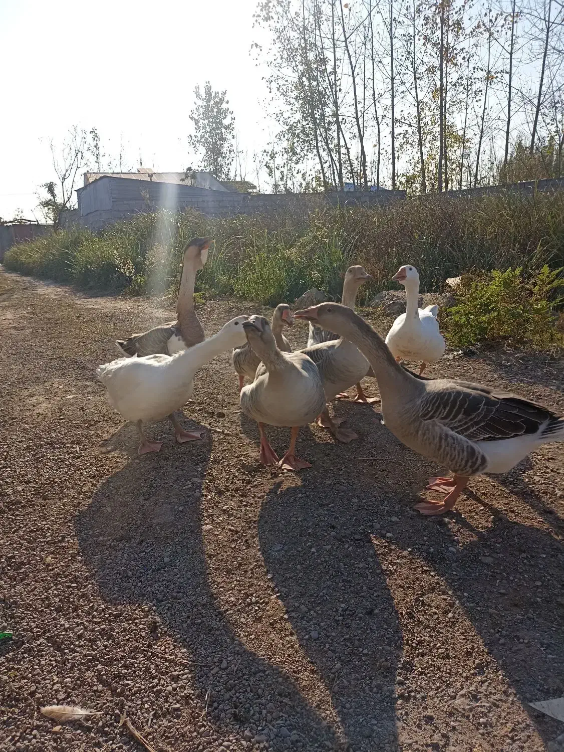 قوغاز و غاز محلی|حیوانات مزرعه|رشت, شهرک صنعتی|دیوار