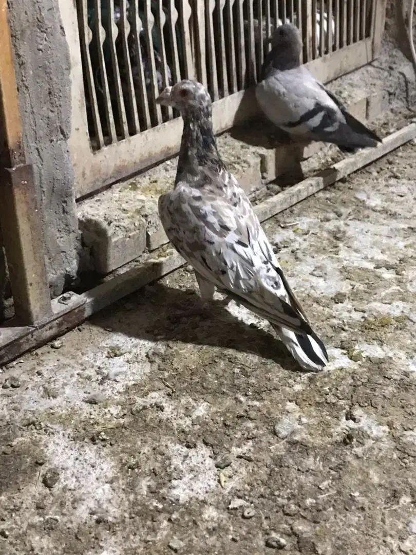 کبوتر گرفتی|پرنده|بهبهان, |دیوار