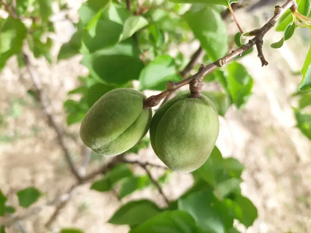باغ چهاردیواری فروشی فوری شرایطی اقساطی|فروش خانه و ویلا|پیشوا, |دیوار