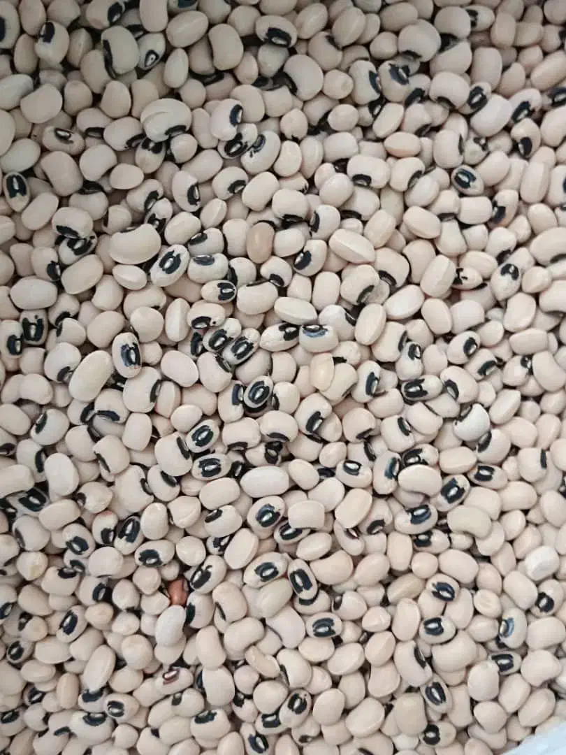 حبوبات و خشک بار انواع لوبیا|عمدهفروشی|بهمن, |دیوار