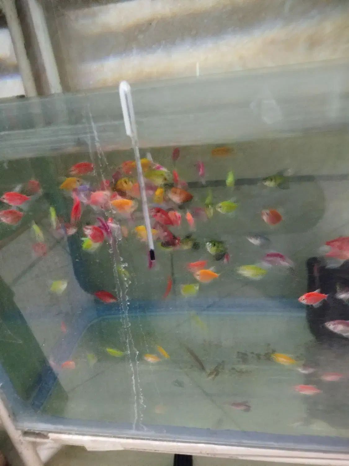 کت فیش کالر ویدئو دالر فایتر تایگر پرت کت فیش|ماهی|کرج, شاهین‌ویلا|دیوار