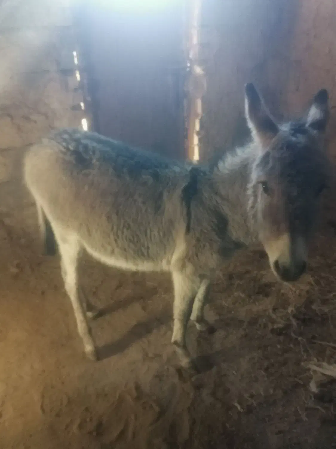 الاغ نر و جوان و آرام|حیوانات مزرعه|امیرآباد, |دیوار