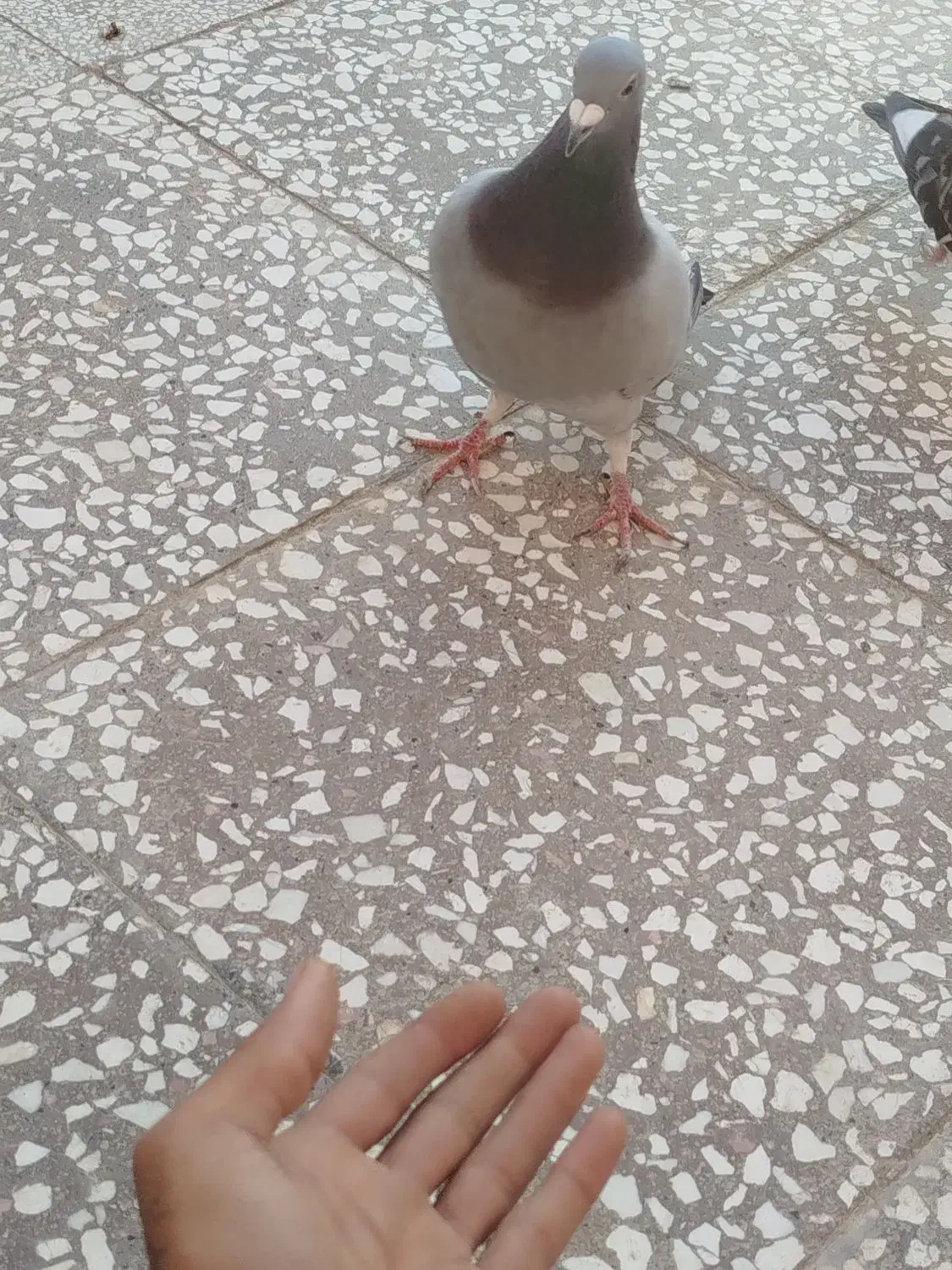 گم شده|پرنده|زهک, |دیوار