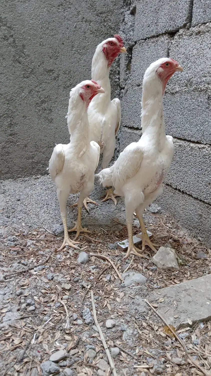 مرغ و خروس اوشامو شجره دار|حیوانات مزرعه|تهران, وردآورد|دیوار