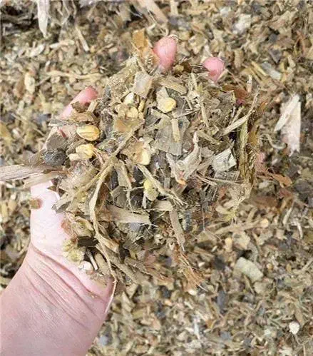 ذرت علوفه ی سبز|حیوانات مزرعه|چمران, |دیوار