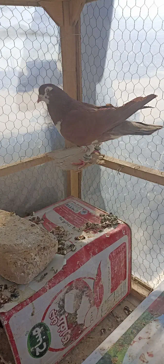 کلاغ دم|پرنده|چناران, |دیوار