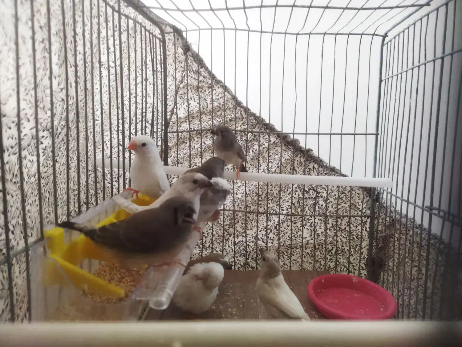 فنچ|پرنده|فولادشهر, A4|دیوار