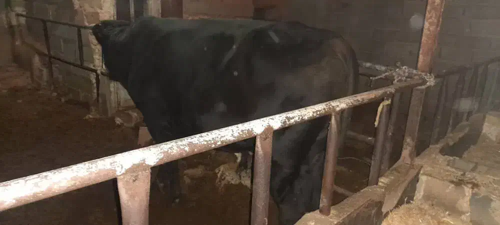 گاو و گوساله|حیوانات مزرعه|خفر, |دیوار