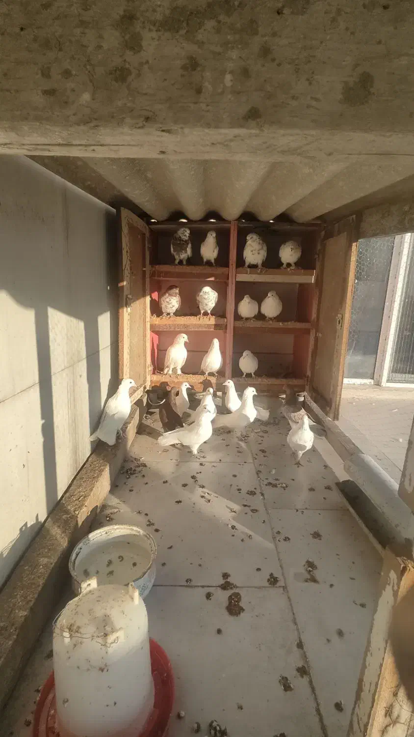 کبوتر|پرنده|شیرگاه, |دیوار