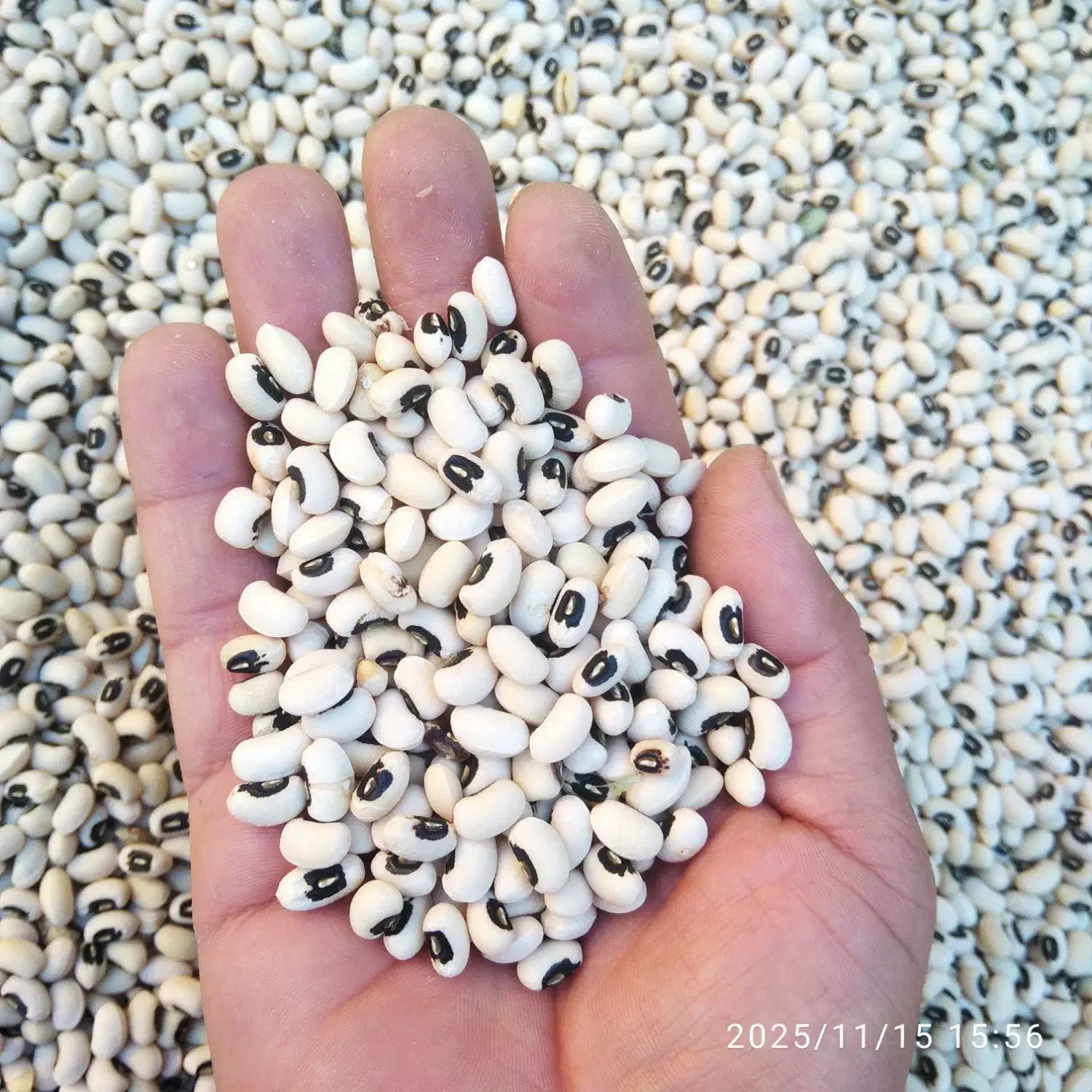 لوبیا چشم بلبلی لوبیا ریز پلویی باقله|خوردنی و آشامیدنی|داراب, |دیوار