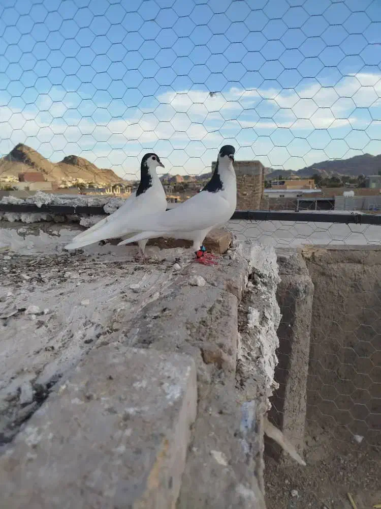 یک جفت نرو ماده|پرنده|سراوان, |دیوار