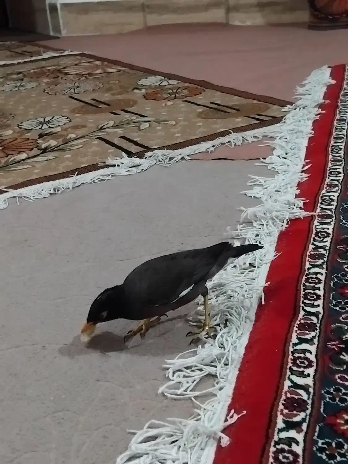 مرغ مینا سرحال|پرنده|بروجرد, |دیوار