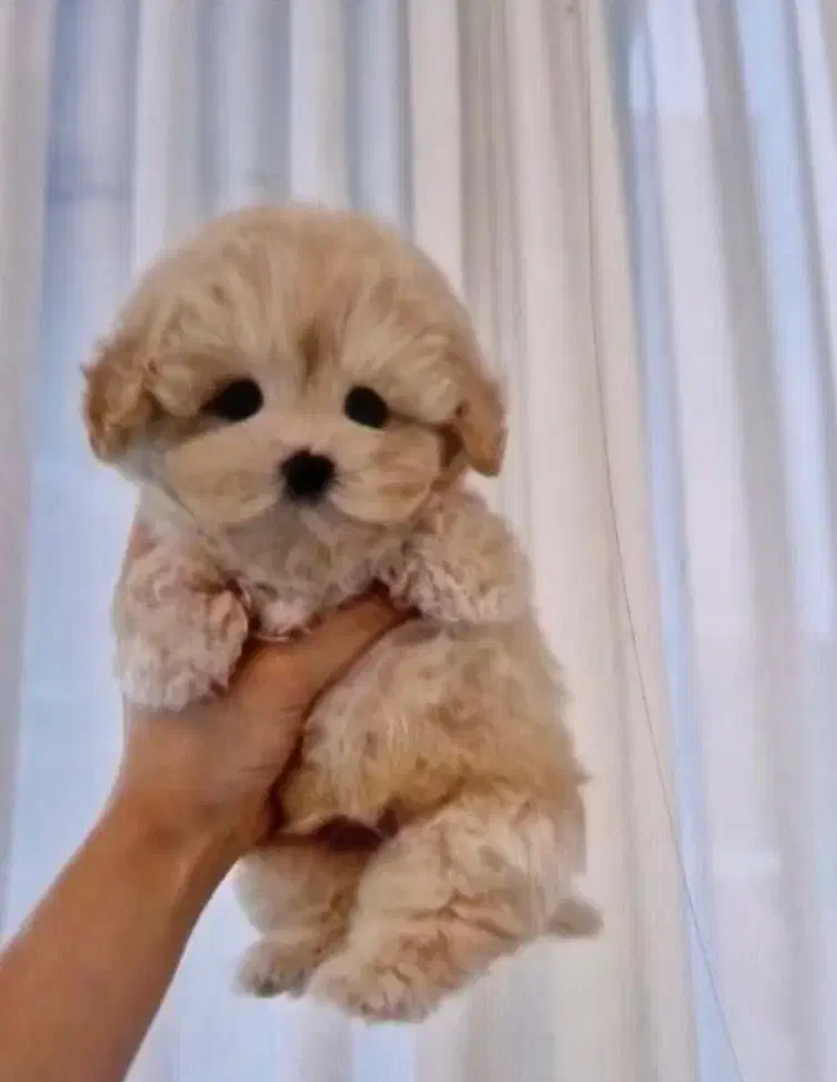 پودل|سگ|تهران, طیب|دیوار