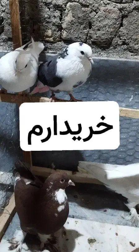 کفتر|پرنده|ساوه, |دیوار