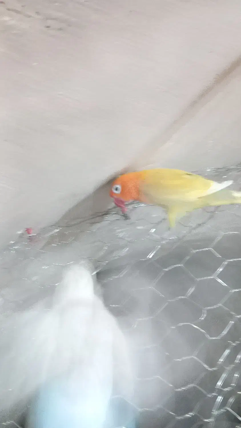 یکجفت کوتوله|پرنده|نجف‌آباد, یزدانشهر|دیوار