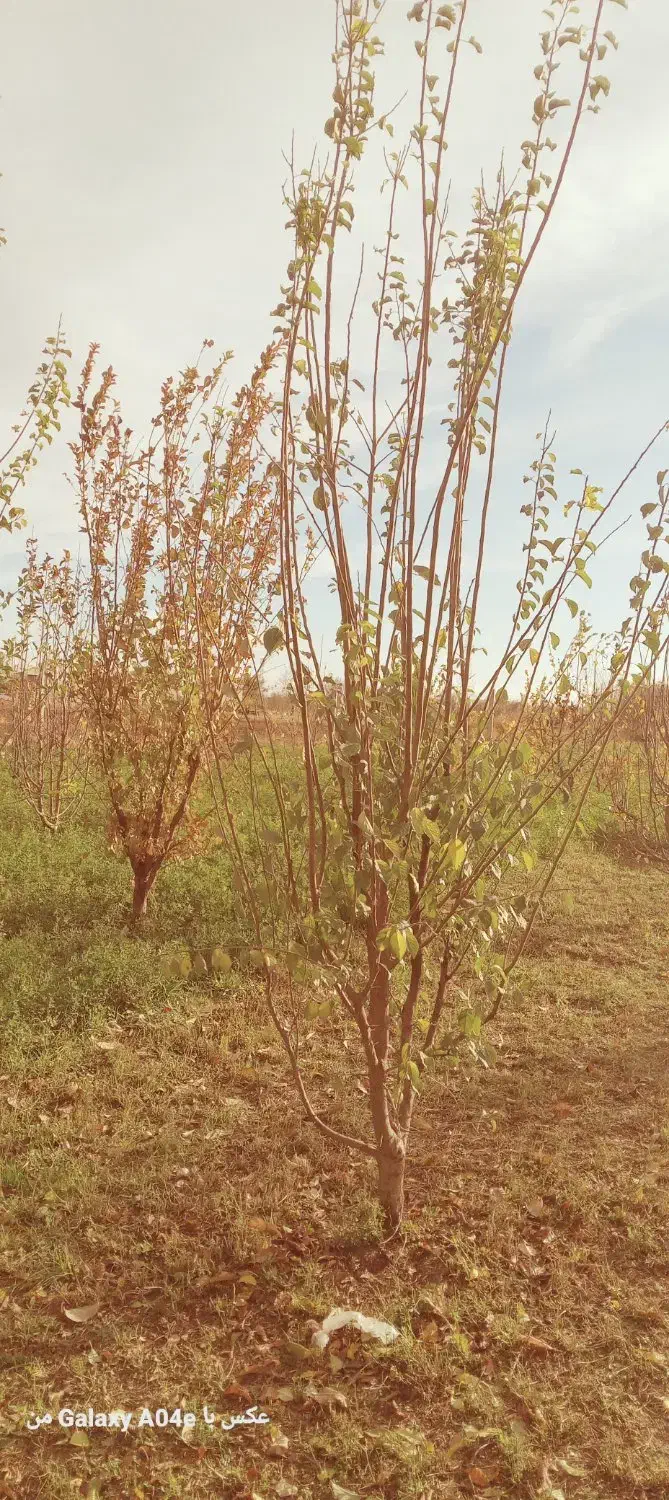 نهال و درخت درختچه های 6وهفت ساله شاخه دار|خدمات باغبانی و درختکاری|تهران, راه آهن|دیوار