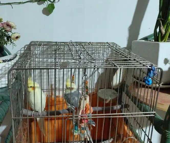 یک جفت عروس هلندی با لوازم|پرنده|پردیس, فاز ۴|دیوار