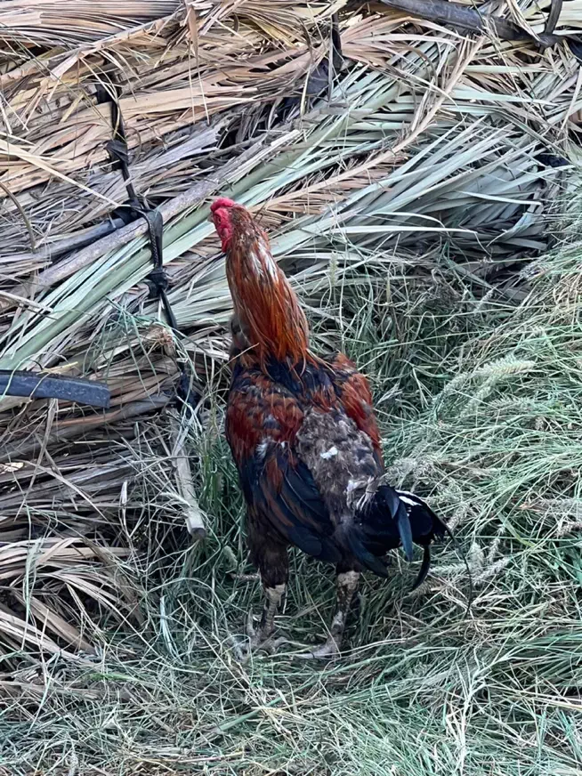 مرغ فروشی فوری|حیوانات مزرعه|رودان, |دیوار